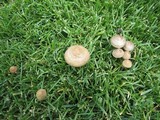 Panaeolus subbalteatus image