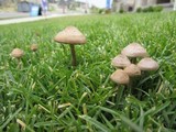 Panaeolus subbalteatus image