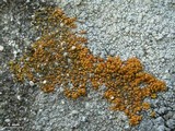 Caloplaca bolacina image