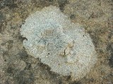 Diploschistes scruposus image