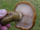Lactarius turpis image