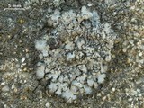 Punctelia punctilla image