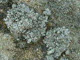 Punctelia punctilla image