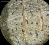 Arthonia albopulverea image