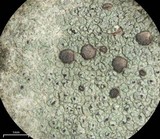 Cliostomum griffithii image