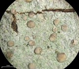 Cliostomum griffithii image