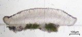 Cliostomum griffithii image
