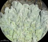 Diploicia canescens image