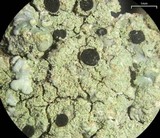 Diploicia canescens image