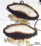 Lecanactis salicina image