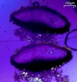 Lecanactis salicina image