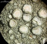 Lecanora albella image