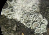 Lecanora pacifica image