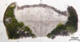 Lecanora pacifica image