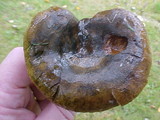 Lactarius turpis image