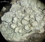 Pertusaria lecanina image