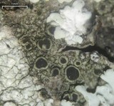 Rinodina santae-monicae image