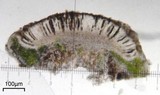 Rinodina santae-monicae image