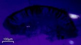 Rinodina santae-monicae image