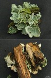 Parmotrema hypoleucinum image