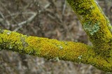 Xanthomendoza oregana image