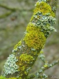 Xanthomendoza oregana image