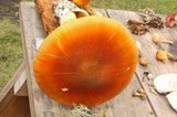 Amanita yema image