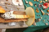 Amanita yema image