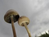 Panaeolus subbalteatus image