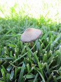 Panaeolus subbalteatus image