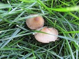 Panaeolus subbalteatus image