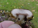 Lactarius turpis image