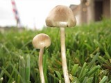 Panaeolus subbalteatus image