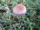 Panaeolus subbalteatus image