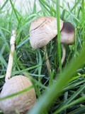 Panaeolus subbalteatus image