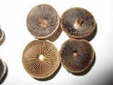 Panaeolus subbalteatus image