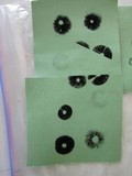 Panaeolus subbalteatus image