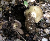 Lactarius argillaceifolius image