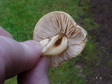 Collybia oregonensis image