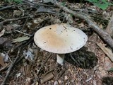 Amanita whetstoneae image
