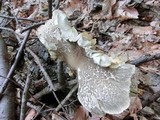 Megacollybia rodmani image