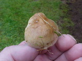 Collybia oregonensis image