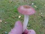 Russula gracilis image