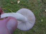 Russula gracilis image