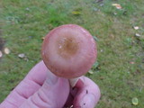 Russula gracilis image