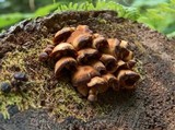 Kuehneromyces mutabilis image