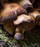 Kuehneromyces mutabilis image