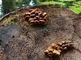 Kuehneromyces mutabilis image