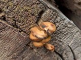 Kuehneromyces mutabilis image