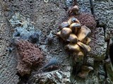 Kuehneromyces mutabilis image